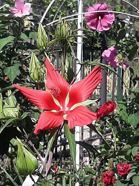  - Colectie Hibiscus Moscheutos