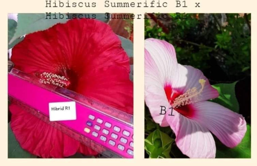  - Colectie Hibiscus Moscheutos