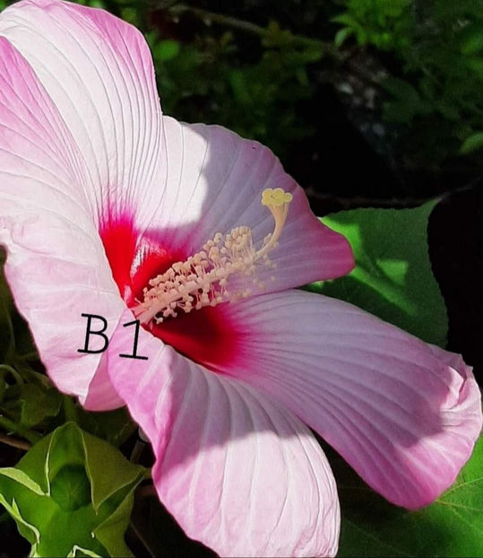  - Colectie Hibiscus Moscheutos