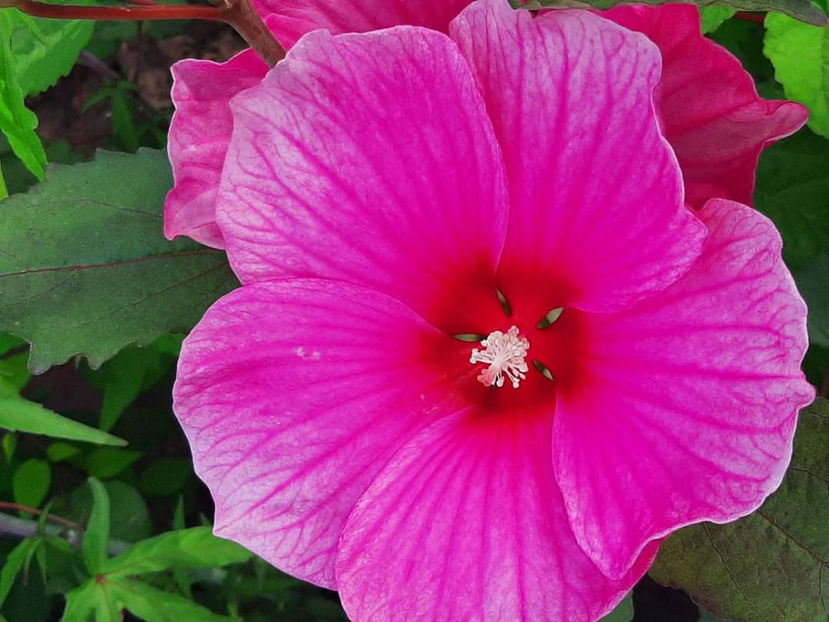  - Colectie Hibiscus Moscheutos