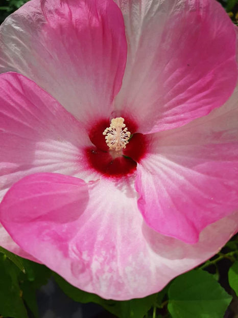  - Colectie Hibiscus Moscheutos