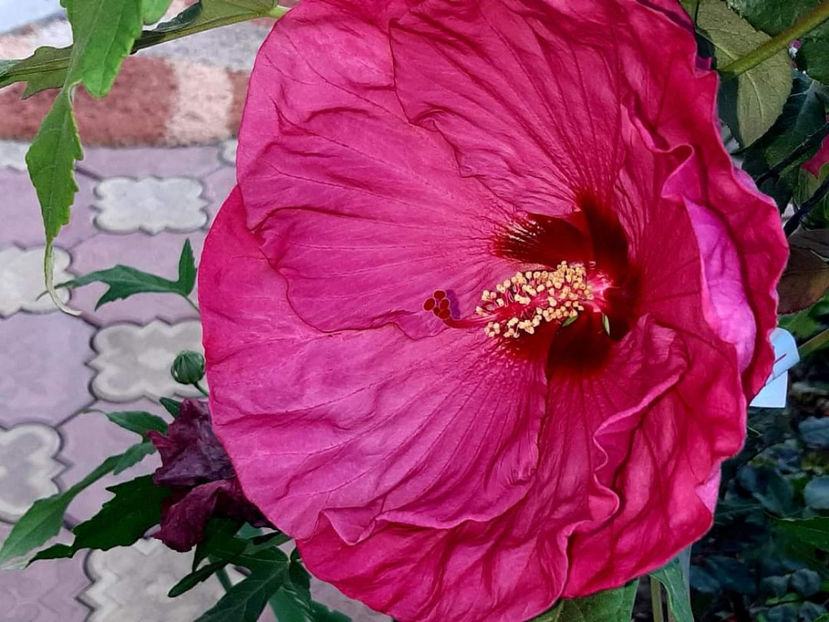  - Colectie Hibiscus Moscheutos