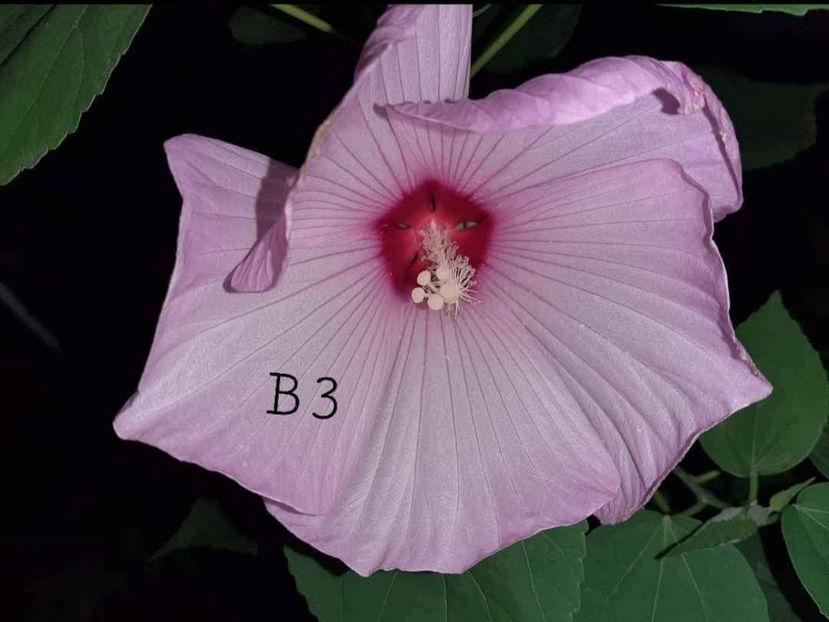  - Colectie Hibiscus Moscheutos