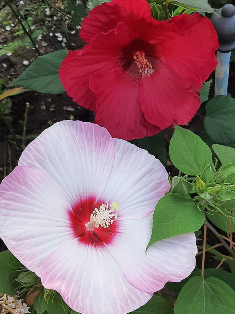  - Colectie Hibiscus Moscheutos