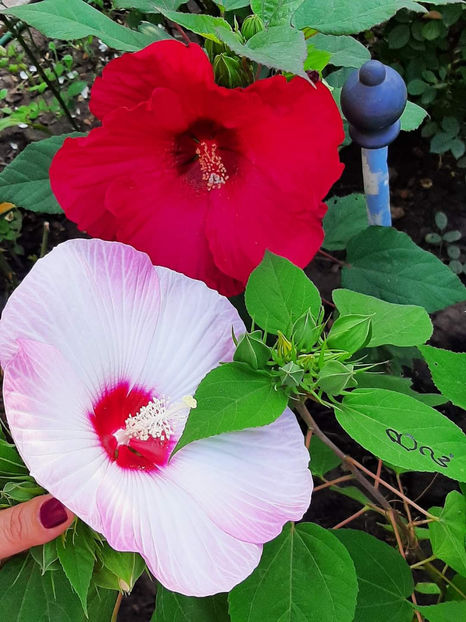  - Colectie Hibiscus Moscheutos