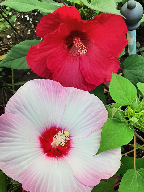  - Colectie Hibiscus Moscheutos