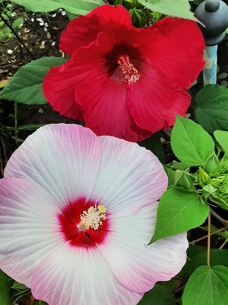  - Colectie Hibiscus Moscheutos