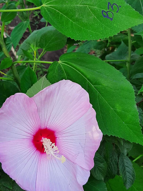  - Colectie Hibiscus Moscheutos