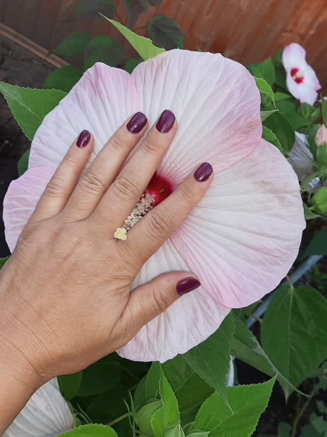  - Colectie Hibiscus Moscheutos