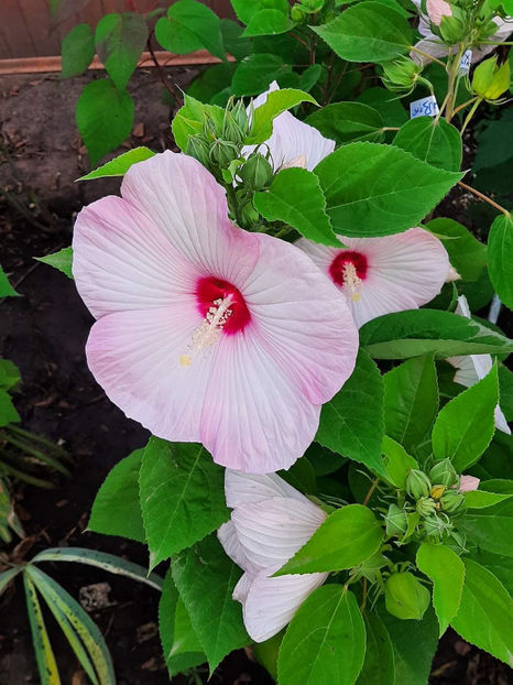  - Colectie Hibiscus Moscheutos