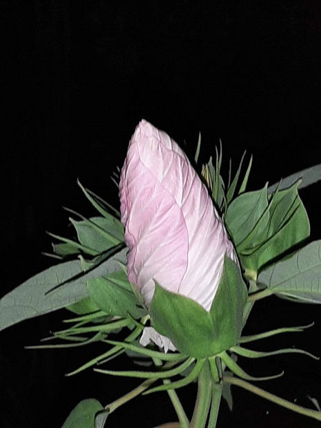 - Colectie Hibiscus Moscheutos