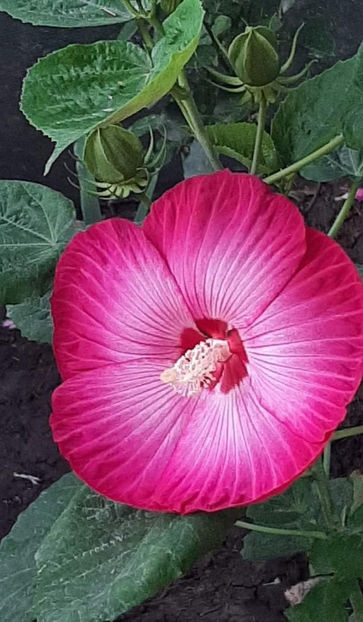  - Colectie Hibiscus Moscheutos