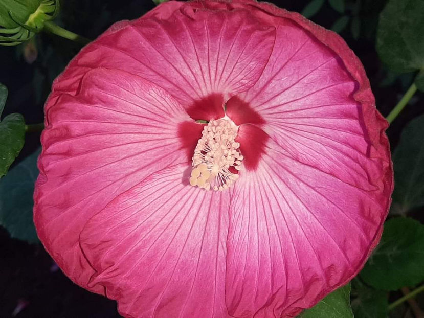  - Colectie Hibiscus Moscheutos