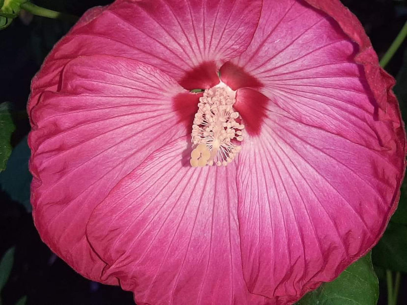  - Colectie Hibiscus Moscheutos