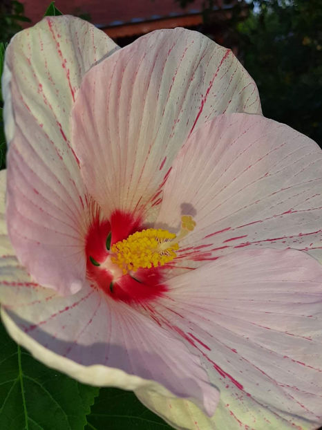  - Colectie Hibiscus Moscheutos