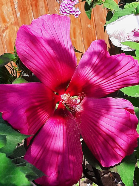  - Colectie Hibiscus Moscheutos