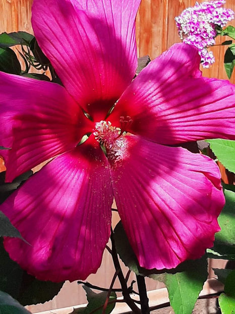  - Colectie Hibiscus Moscheutos