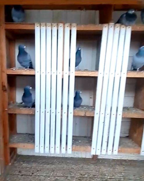 Screenshot_20211114-173120_Gallery - 2021