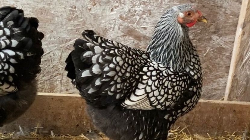  - Wyandotte argintiu 2022