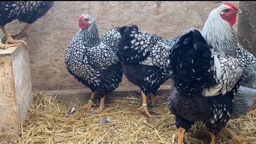  - Wyandotte argintiu 2022