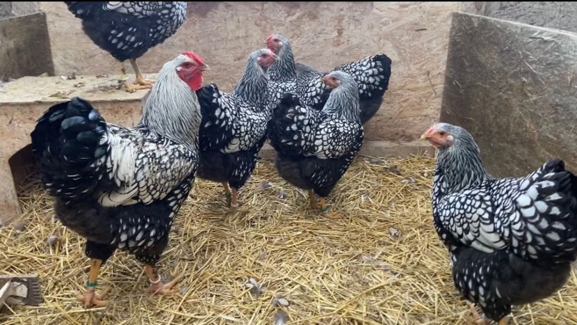  - Wyandotte argintiu 2022