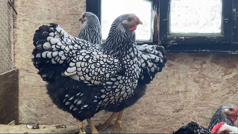  - Wyandotte argintiu 2022