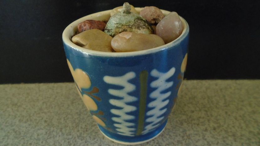 Brachystelma sp. Nova, Africa tropicala si de sud - Caudiciforme - pachycaule si bulboase 2021