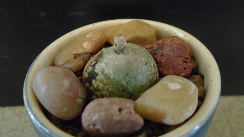 Brachystelma sp. Nova, Africa tropicala si de sud - Caudiciforme - pachycaule si bulboase 2021