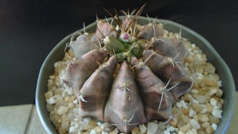 Gymnocalycium sp., inceput de cristatie? - Cactusi 2021 Gymnocalycium