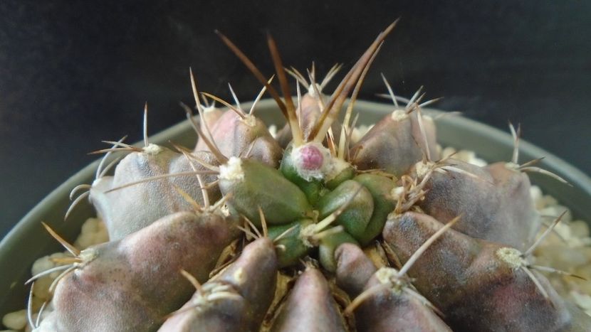 Gymnocalycium sp., inceput de cristatie? - Cactusi 2021 Gymnocalycium