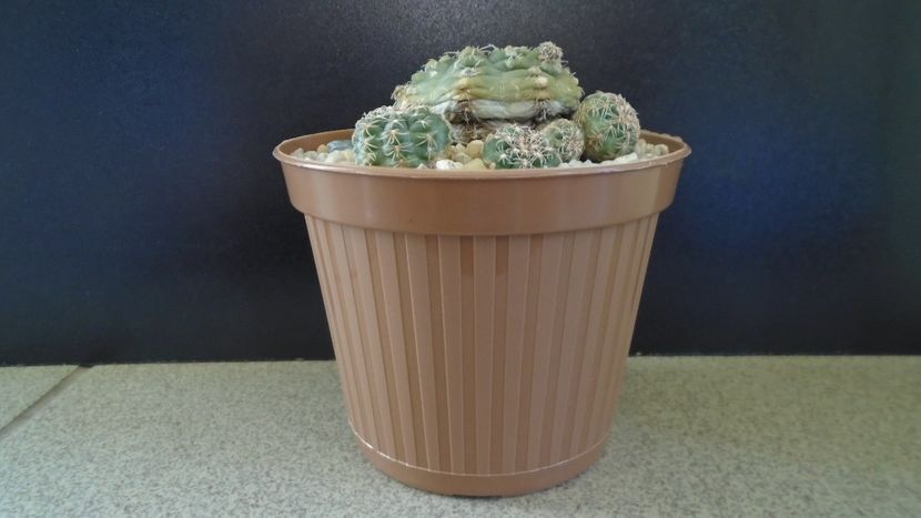 Gymnocalycium bruchii v. brigittae, Taninga, Argentina - Cactusi 2021 Gymnocalycium