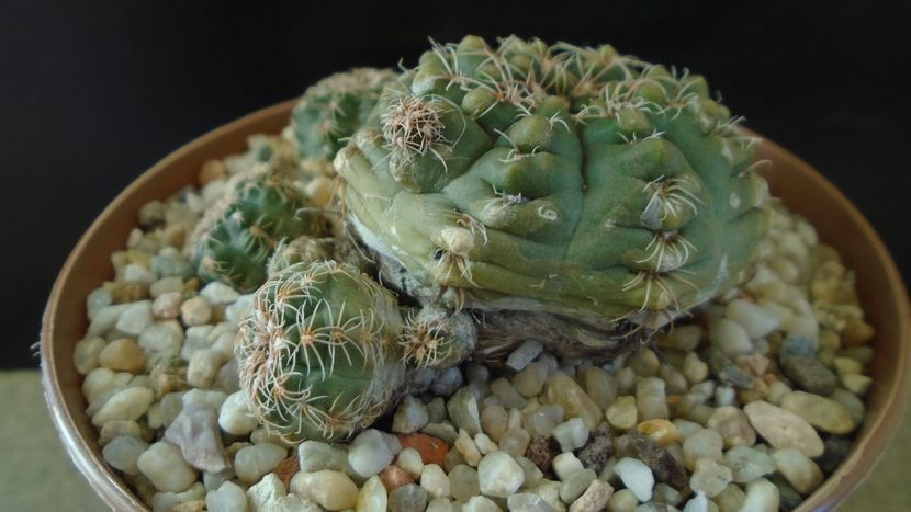 Gymnocalycium bruchii v. brigittae, Taninga, Argentina - Cactusi 2021 Gymnocalycium