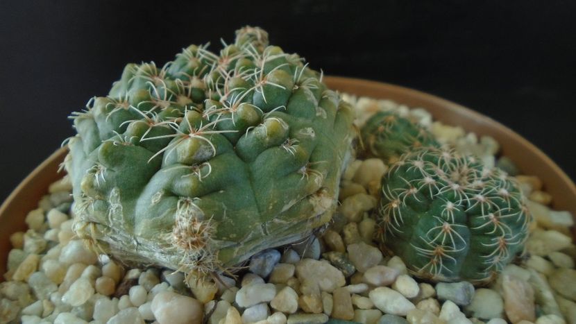 Gymnocalycium bruchii v. brigittae, Taninga, Argentina - Cactusi 2021 Gymnocalycium