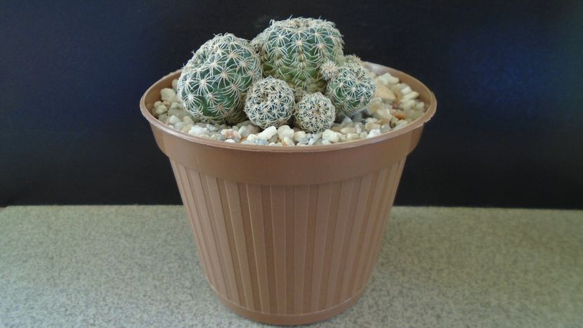 Gymnocalycium bruchii - Cactusi 2021 Gymnocalycium