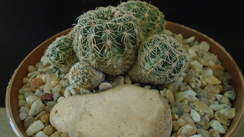 Gymnocalycium bruchii - Cactusi 2021 Gymnocalycium