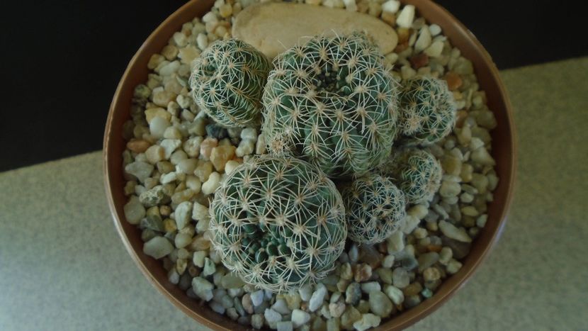 Gymnocalycium bruchii - Cactusi 2021 Gymnocalycium