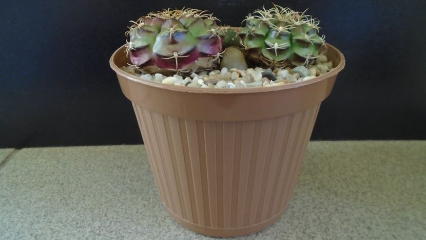 Gymnocalycium anisitsii cv. Purple Blush (2 ex.) & Gymnocalycium spegazzinii v. unguispinum - Cactusi 2021 Gymnocalycium