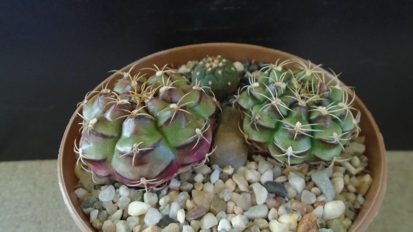 Gymnocalycium anisitsii cv. Purple Blush (2 ex.) & Gymnocalycium spegazzinii v. unguispinum - Cactusi 2021 Gymnocalycium