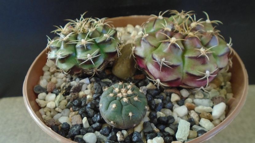 Gymnocalycium anisitsii cv. Purple Blush (2 ex.) & Gymnocalycium spegazzinii v. unguispinum - Cactusi 2021 Gymnocalycium