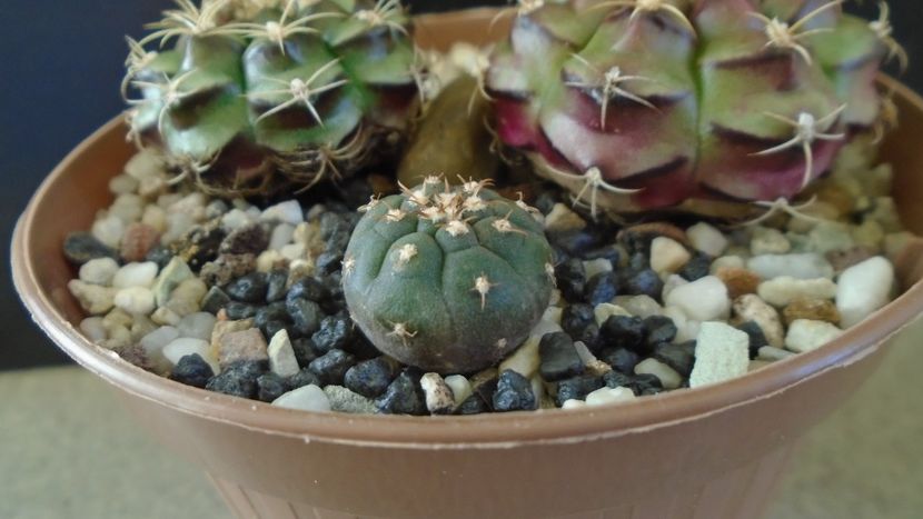 Gymnocalycium spegazzinii v. unguispinum - Cactusi 2021 Gymnocalycium