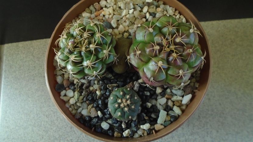 Gymnocalycium anisitsii cv. Purple Blush (2 ex.) & Gymnocalycium spegazzinii v. unguispinum - Cactusi 2021 Gymnocalycium