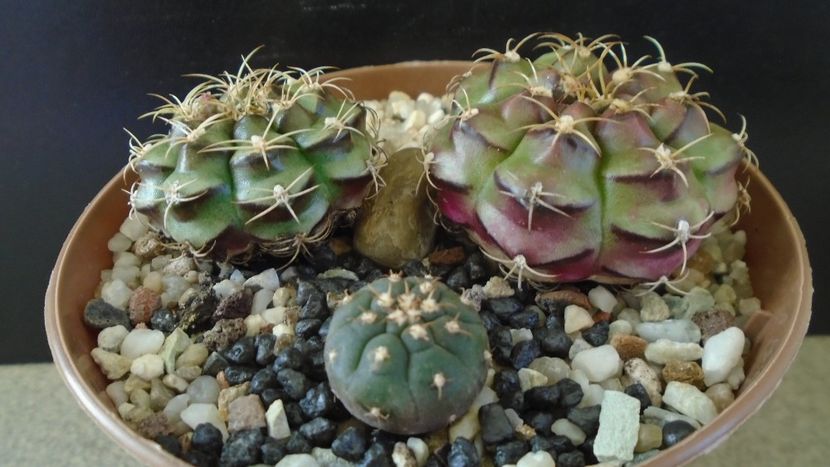 Gymnocalycium anisitsii cv. Purple Blush (2 ex.) & Gymnocalycium spegazzinii v. unguispinum - Cactusi 2021 Gymnocalycium