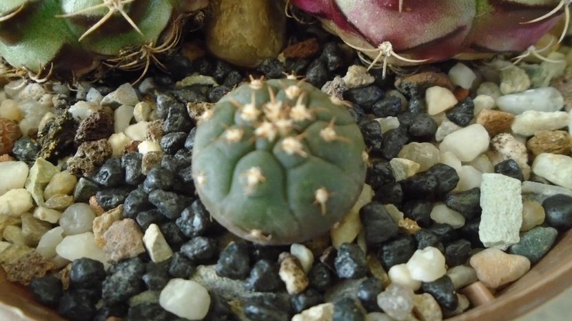 Gymnocalycium spegazzinii v. unguispinum - Cactusi 2021 Gymnocalycium