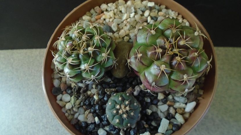 Gymnocalycium anisitsii cv. Purple Blush (2 ex.) & Gymnocalycium spegazzinii v. unguispinum - Cactusi 2021 Gymnocalycium