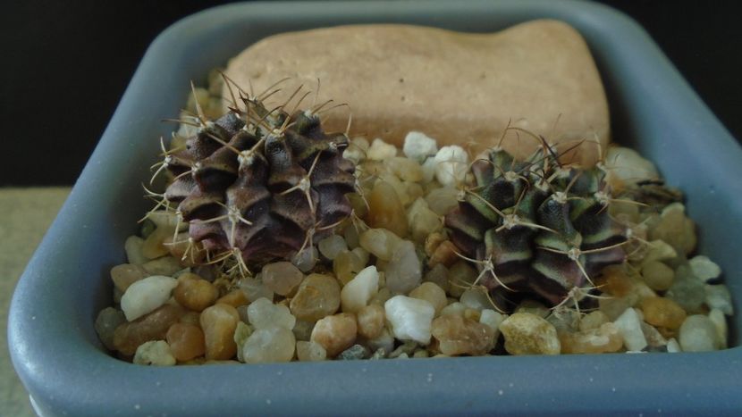 Gymnocalycium mihanovichii v. stenogonum (2 ex.) - Cactusi 2021 Gymnocalycium