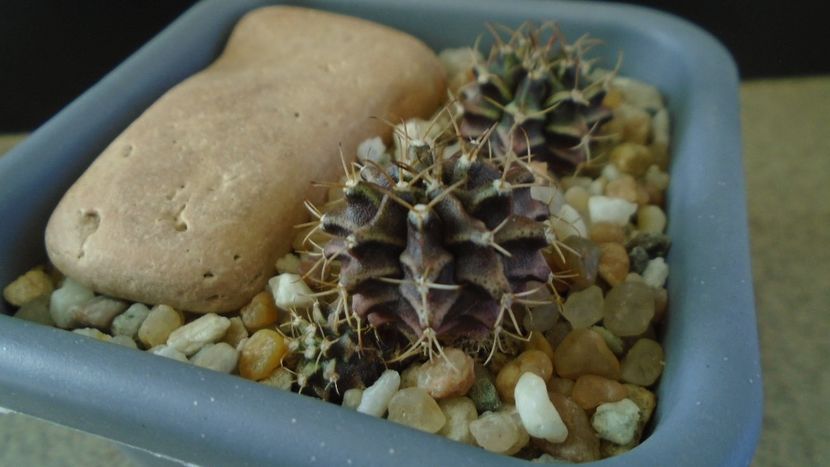 Gymnocalycium mihanovichii v. stenogonum (2 ex.) - Cactusi 2021 Gymnocalycium