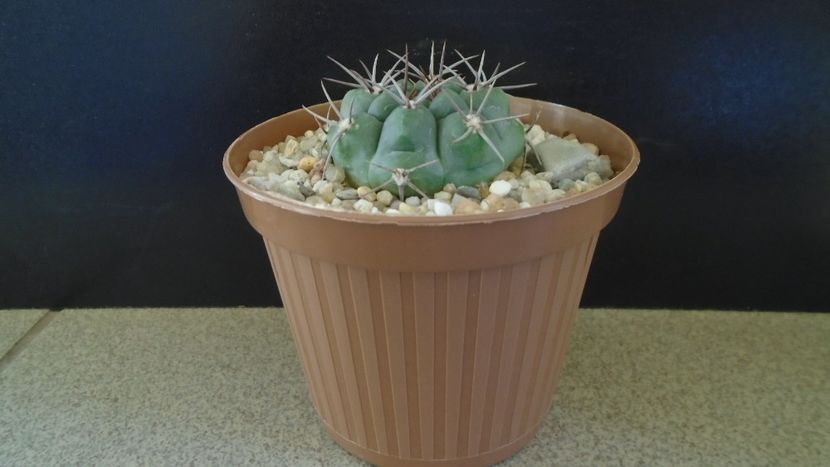 Gymnocalycium ochoterenae ssp. vatteri - Cactusi 2021 Gymnocalycium