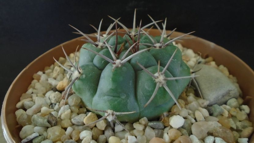 Gymnocalycium ochoterenae ssp. vatteri - Cactusi 2021 Gymnocalycium