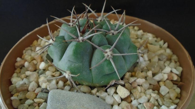 Gymnocalycium ochoterenae ssp. vatteri - Cactusi 2021 Gymnocalycium