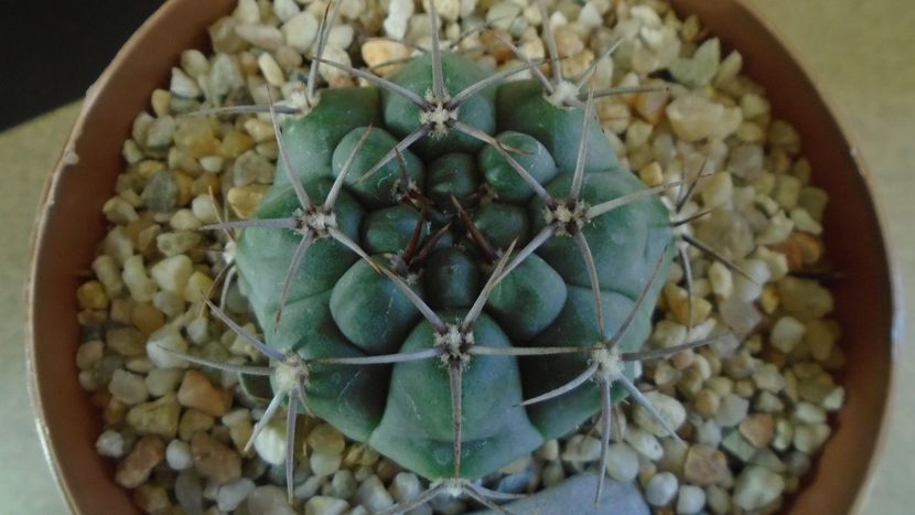 Gymnocalycium ochoterenae ssp. vatteri - Cactusi 2021 Gymnocalycium